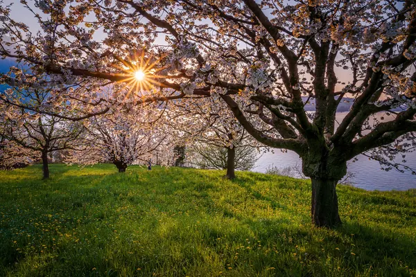 Kirschbaum im Frühling – Abendlicht während der Kirschblüte