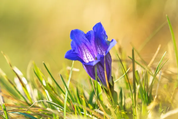 Enzianportrait auf der Musenalp – Gegenlicht mit weichem Bokeh