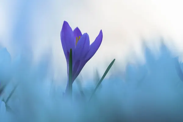Krokus im Frühlingslicht – Weiches Morgenlicht mit sanftem Bokeh