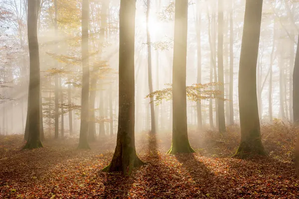 Buchenwald im Herbst – Morgennebel mit warmem Herbstlicht