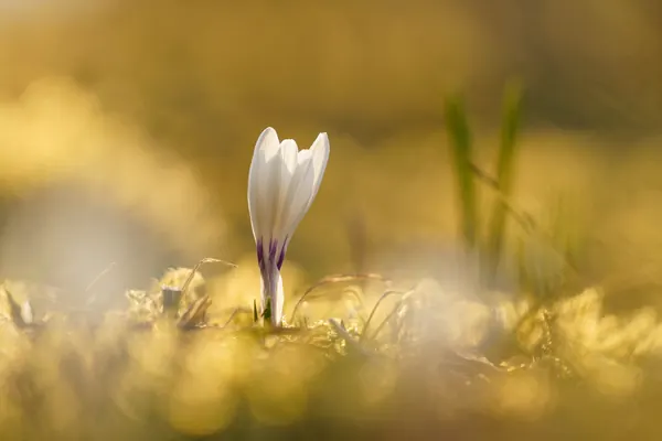 Krokus im Gegenlicht – Sanftes Abendlicht mit weichem Bokeh