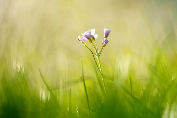 Wiesenschaumkraut im Frühlingsgras – Sanftes Gegenlicht mit weichem Bokeh