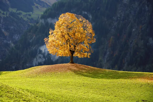 Herbstbaum im Kanton Uri – Herbstfarben im Gegenlicht