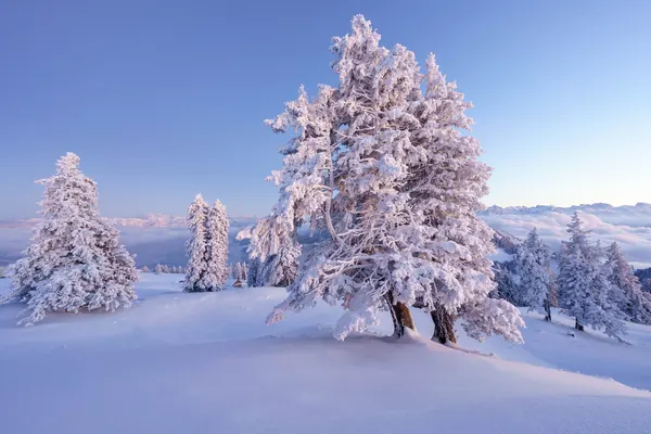 Verschneite Bäume auf der Rigi – Rauhreif während der Blauen Stunde